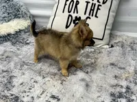 Clint, a male Chihuahua for sale in Osage Beach, MO – 7 of 8