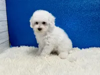 Volt, a male Poodle - Toy  for sale in Osage Beach, MO – 2 of 3