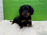 Zazu, a male Miniature Dachshund for sale in Osage Beach, MO – 4 of 4