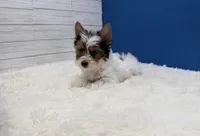 Dean, a male Yorkshire Terrier for sale in Osage Beach, MO – 4 of 4
