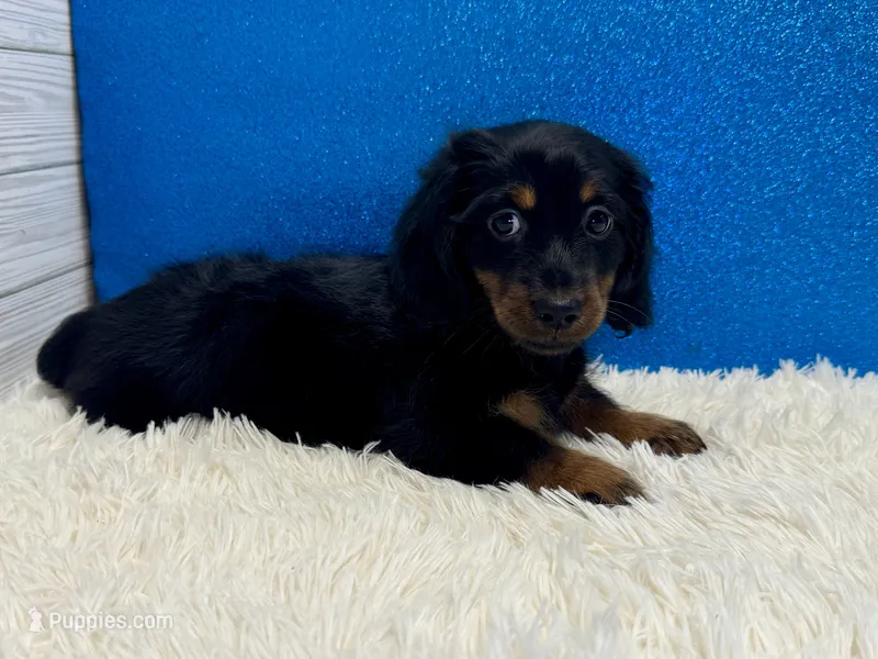 Zazu – Miniature Dachshund puppy for sale in Osage Beach, MO