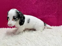 Sansel, a female Miniature Dachshund for sale in Osage Beach, MO – 4 of 5