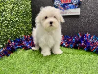 Kenny, a male Maltese for sale in Osage Beach, MO – 4 of 5