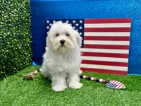 Kenny, a male Maltese for sale in Osage Beach, MO – 2 of 5