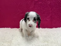 Sansel, a female Miniature Dachshund for sale in Osage Beach, MO – 2 of 5