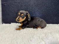 Will, a male Miniature Dachshund for sale in Osage Beach, MO – 3 of 3