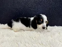 Sammy, a male Miniature Dachshund for sale in Osage Beach, MO – 4 of 5