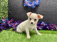Tony, a male Chihuahua for sale in Osage Beach, MO – 2 of 5