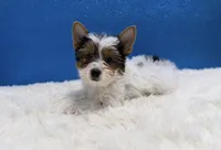 Dean, a male Yorkshire Terrier for sale in Osage Beach, MO – 2 of 4