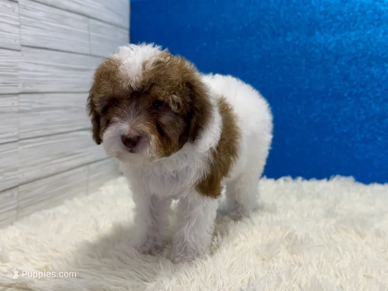 Ford – Poodle - Toy  puppy for sale in Osage Beach, MO