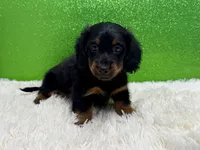 Zazu, a male Miniature Dachshund for sale in Osage Beach, MO – 2 of 4