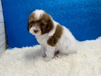 Ford, a male Poodle - Toy  for sale in Osage Beach, MO – 3 of 5