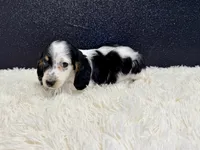 Sammy, a male Miniature Dachshund for sale in Osage Beach, MO – 3 of 5