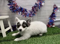 Turner, a male Chihuahua for sale in Osage Beach, MO – 2 of 2
