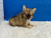 Clint, a male Chihuahua for sale in Osage Beach, MO – 5 of 8