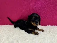 Phoebe, a female Miniature Dachshund for sale in Osage Beach, MO – 3 of 3