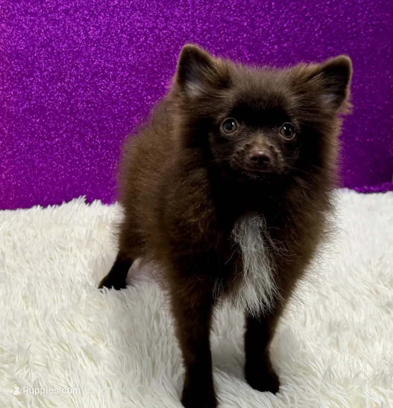 Vanessa  – Pomeranian puppy for sale in Osage Beach, MO
