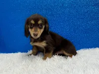 Solomon, a male Miniature Dachshund for sale in Osage Beach, MO – 4 of 4