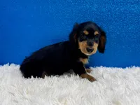 Pistol, a male Miniature Dachshund for sale in Osage Beach, MO – 3 of 4