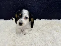 Sammy, a male Miniature Dachshund for sale in Osage Beach, MO – 2 of 5