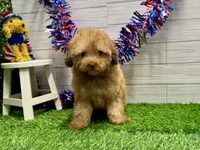 Newt, a male Poodle - Toy  for sale in Osage Beach, MO – 1 of 4
