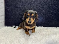 Will, a male Miniature Dachshund for sale in Osage Beach, MO – 2 of 3