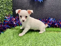 Tony, a male Chihuahua for sale in Osage Beach, MO – 4 of 5