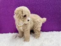 Vanna, a female Poodle - Toy  for sale in Osage Beach, MO – 2 of 3