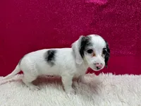Sansel, a female Miniature Dachshund for sale in Osage Beach, MO – 5 of 5