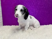 Sansel, a female Miniature Dachshund for sale in Osage Beach, MO – 2 of 6