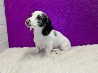 Sansel, a female Miniature Dachshund for sale in Osage Beach, MO – 4 of 6