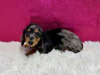 Poke, a female Miniature Dachshund for sale in Osage Beach, MO – 4 of 4