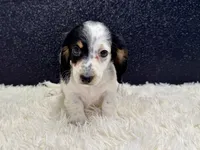 Sammy, a male Miniature Dachshund for sale in Osage Beach, MO – 1 of 5