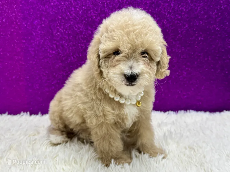 Vanna – Poodle - Toy  puppy for sale in Osage Beach, MO
