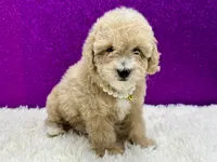 Vanna, a female Poodle - Toy  for sale in Osage Beach, MO – 1 of 3