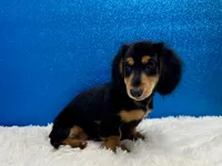 Sturgis, a male Miniature Dachshund for sale in Osage Beach, MO – 7 of 8