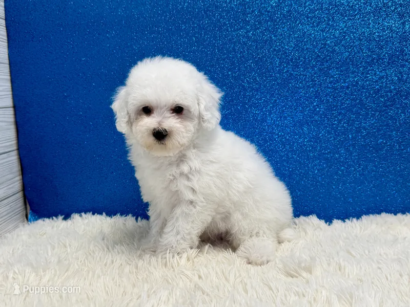 Volt – Poodle - Toy  puppy for sale in Osage Beach, MO
