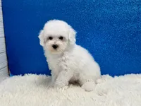 Volt, a male Poodle - Toy  for sale in Osage Beach, MO – 1 of 3