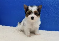 Dean, a male Yorkshire Terrier for sale in Osage Beach, MO – 3 of 4