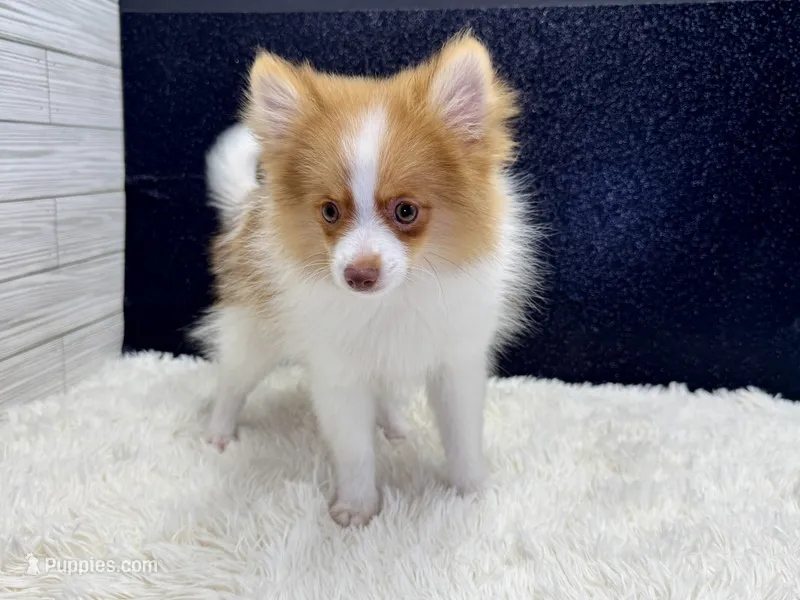 Victor – Pomeranian puppy for sale in Osage Beach, MO