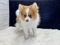 Victor, a male Pomeranian for sale in Osage Beach, MO – 1 of 3