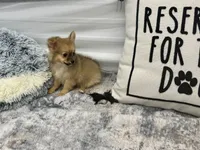 Clint, a male Chihuahua for sale in Osage Beach, MO – 6 of 8