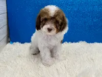 Ford, a male Poodle - Toy  for sale in Osage Beach, MO – 4 of 5