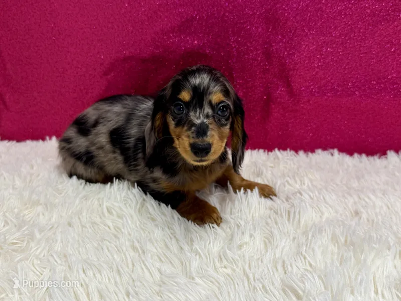 Poke – Miniature Dachshund puppy for sale in Osage Beach, MO