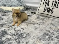 Clint, a male Chihuahua for sale in Osage Beach, MO – 4 of 8