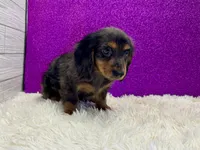 Wisty, a female Miniature Dachshund for sale in Osage Beach, MO – 4 of 4