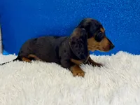 Will, a male Miniature Dachshund for sale in Osage Beach, MO – 3 of 8