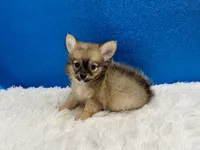 Clint, a male Chihuahua for sale in Osage Beach, MO – 8 of 8