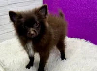 Vanessa , a female Pomeranian for sale in Osage Beach, MO – 2 of 4