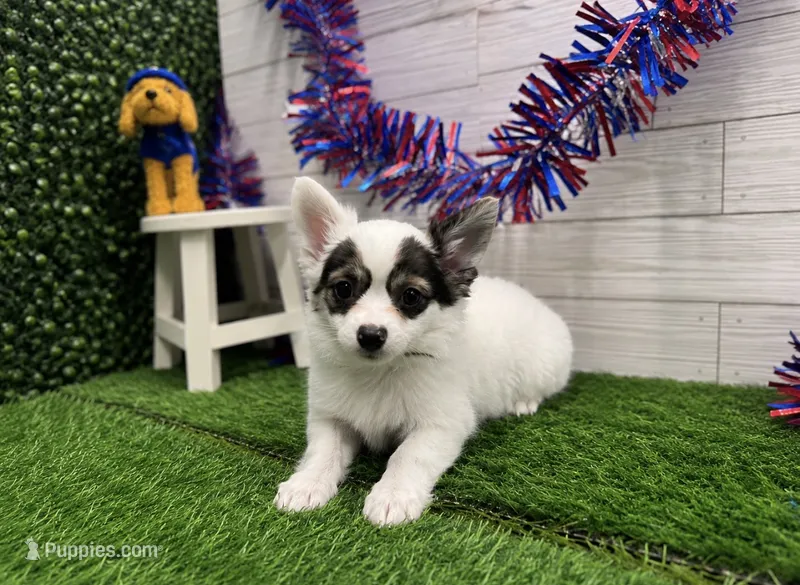 Turner – Chihuahua puppy for sale in Osage Beach, MO